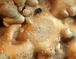 Madreporite of Asterias
