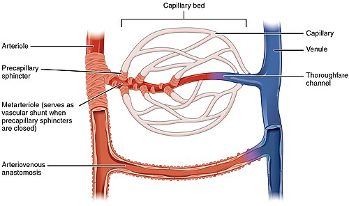 Capillary bed