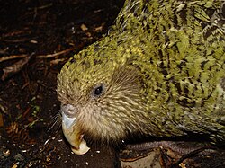 The Kākāpo of New Zealand's South Island has a conservation status of critically endangered, due to predation by invasive species.