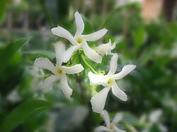 Flowers of T. jasminoides