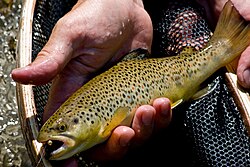 The brown trout was named Salmo eriox, Salmo trutta, Salmo fario & Salmo lacustris in 1758.