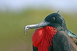 Male, showing feathers on gular sac