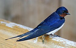 The barn swallow is the national bird of Estonia.[49] They also are one of the most depicted birds on postage stamps around the world.[50][51][52]