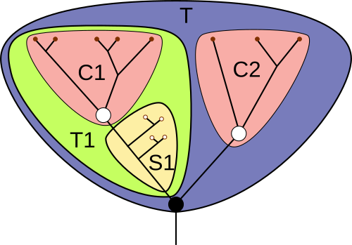Clade T is a total group or pan-group, its extant species organized into crown groups C1 and C2. Within clade T are sister clades T1 and C2. Clade T1 comprises crown group C1 and the stem group S1 which is the set of extinct species that are closer to C1 than any other crown group of extant species.