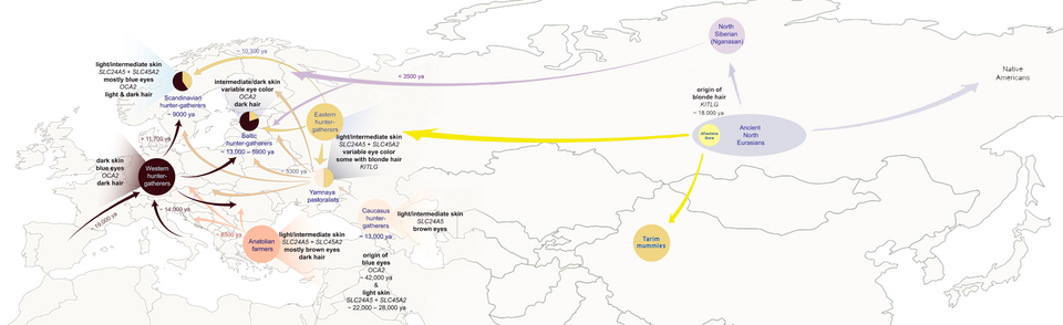 History of human pigmentation in Europe (with Asia geographic extension). European populations, like the Scandinavian Hunter-Gatherers, already had higher levels of light pigmentation variants compared to their ancestors from other parts of Europe, suggesting adaptation to low light conditions thousands of years ago.[19] Some authors have expressed caution regarding the dark skin pigmentation predictions for Upper Paleolithic Europeans.[20]