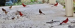 Feeding wild birds (cardinals) in rural Oklahoma.