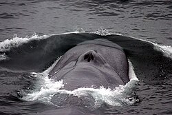 A blue whale with its bow wave, showing the blowholes