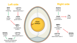Schematic diagram of signalling pathways on the left and right side of a chick embryo, ultimately leading to the development of asymmetry