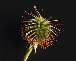 Burs are an example of a seed dispersion mechanism that uses a biotic vector, in this case animals with fur.