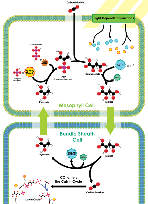 Overview of C4 carbon fixation. (This image mistakenly shows lactic acid instead of pyruvate, and all the species ending in "-ate" are shown as unionized acids, such as malic acid and so on).