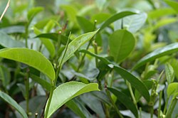 Sri Lanka's most widely known export, Ceylon tea, which ISO considers the cleanest tea in the world in terms of pesticide residues. Sri Lanka is also the world's 3rd largest exporter of tea.[295]