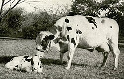 Pauline Wayne (right) with her calf, "Big Bill"