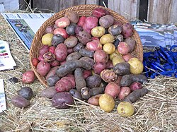 Chiloé is a center of diversity of potatoes.
