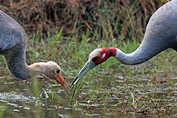 feeding juvenile, Lumbini, Nepal