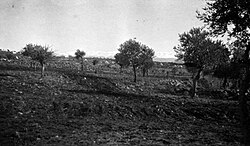 Australian Mounted Division's first camp at Tripoli, showing the snowcapped mountains of Lebanon in the background
