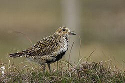 The European golden plover was named Charadrius apricarius and Charadrius pluvialis in 1758