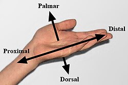 Anatomical terms used to describe a human hand