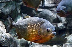 Red-bellied piranha (Pygocentrus nattereri) is a species of piranha. This species lives in the Amazon River basin, coastal rivers of northeastern Brazil, and the basins of the Paraguay, Paraná and Essequibo Rivers.