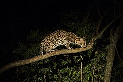 Photo of an ocelot at night crouching on a tree branch