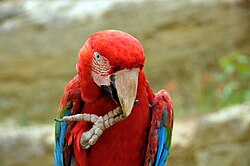 Scarlet macaw displaying its zygodactyl feet.