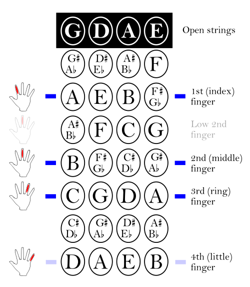 First position fingerings. Note that this diagram only shows the "first position" notes. There are notes of higher pitch beyond those indicated.