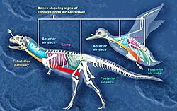 Comparison between the air sacs of an abelisaur and a bird