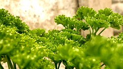 Parsley is a source of flavones