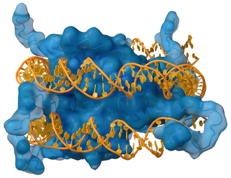 Interaction of DNA (in orange) with histones (in blue). These proteins' basic amino acids bind to the acidic phosphate groups on DNA.