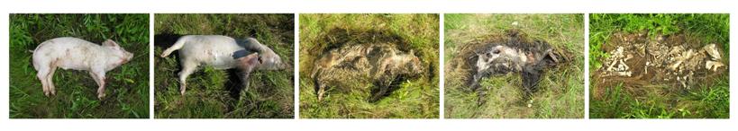 Sequence of a decomposing pig carcass over time