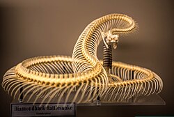 Skeleton of a western diamondback rattlesnake