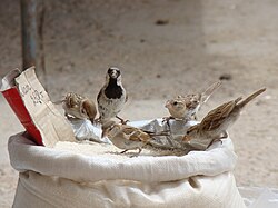A male of the migratory subspecies P. d. bactrianus (with a Eurasian tree sparrow and young house or Spanish sparrows) in Baikonur, Kazakhstan