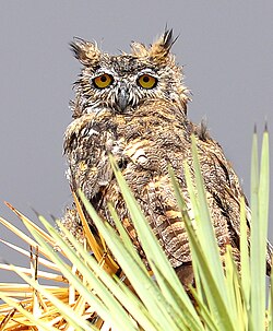 A great horned owl with wet feathers, waiting out a rainstorm