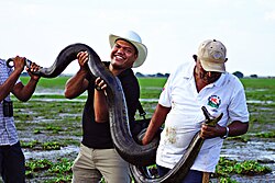 The green anaconda is the heaviest and one of the longest known extant snake species.