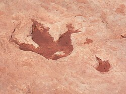 Dinosaur track near Tuba City