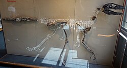 Specimen MCZ 4371 with skull cast at Harvard Museum of Natural History, Harvard University
