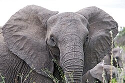 African bush elephant with ears spread in a threat or attentive position and visible blood vessels