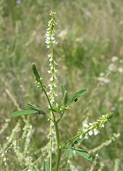 Sweet clover (Melilotus sp.), introduced and naturalized in the Americas from Europe as a forage and cover crop