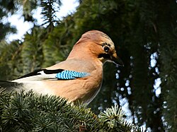 Eurasian Jay in a tree