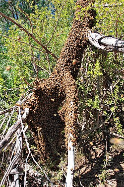 A Western honey bee swarm