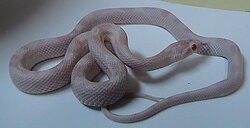 Opal corn snake