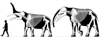 Skeletons of Gomphotherium productum (left) and Gomphotherium steinheimense (right) compared to a 1.8-metre (5 ft 11 in) tall human