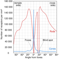 Distribution of rods and cones along a line passing through the fovea and the blind spot of a human eye[23]