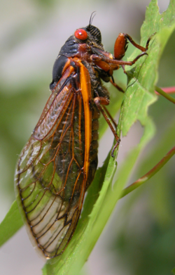 Linnaeus gave the name Cicada septendecim to an insect whose adult appears once in 17 years.