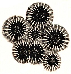 Basal plates (calices) of Orbicella annularis showing multiplication by budding (small central plate) and division (large double plate)