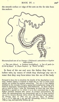 D'Arcy Thompson's illustration of the octopus's hectocotyl arm in a page of his 1910 translation[a]