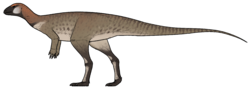 Pulaosaurus
