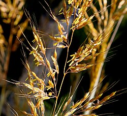 The architecture of the inflorescence in grasses is subject to the physical pressures of wind and shaped by the forces of natural selection facilitating wind-pollination (anemophily).[144][145]