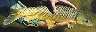 The smallmouth yellowfish (Labeobarbus aeneus) is a popular sport fish endemic to the Orange-Vaal River system.