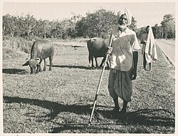 'Sikh cowherds and their cattle', Singapore, ca.1938–39