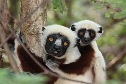 Coquerel's sifaka lemurs